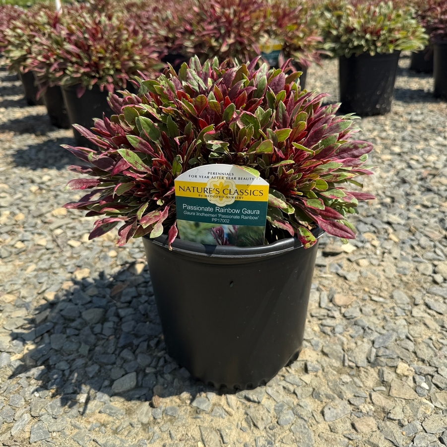Gaura lindheimeri Passionate Rainbow PP17002