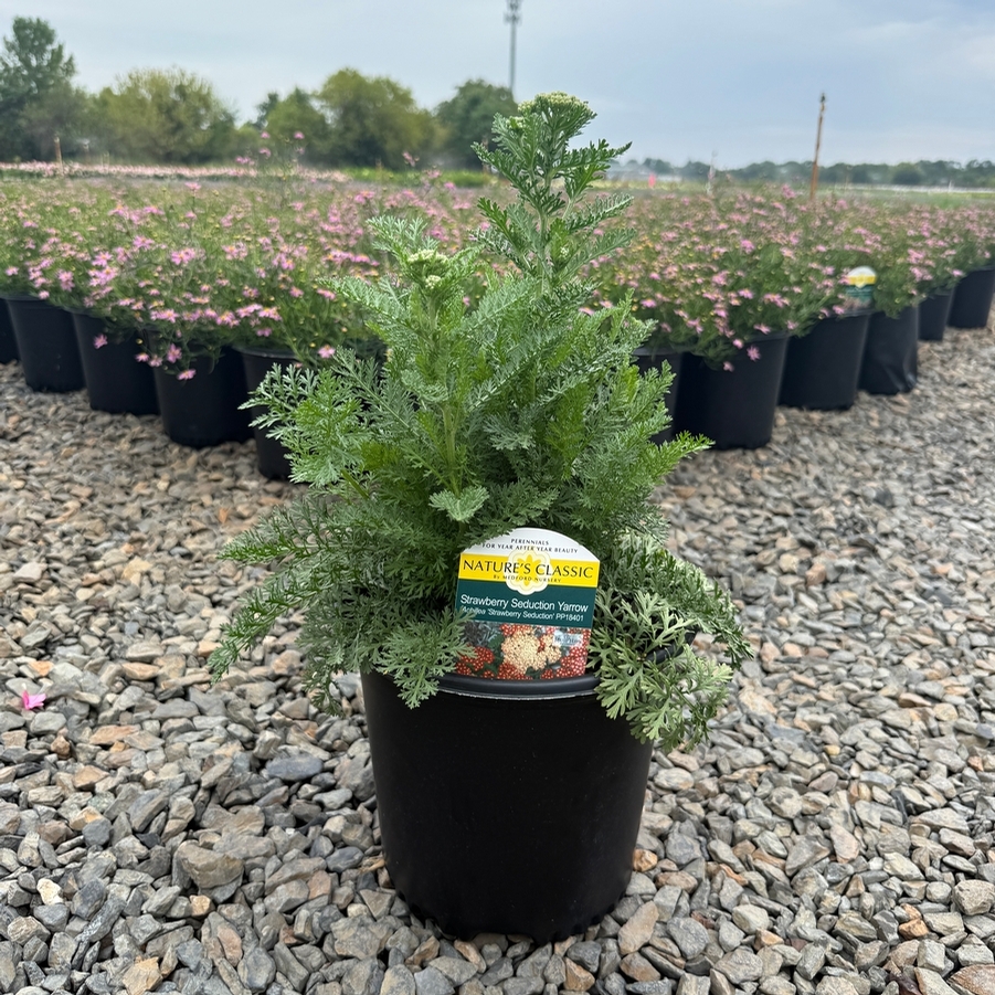 Achillea millefolium Strawberry Seduction