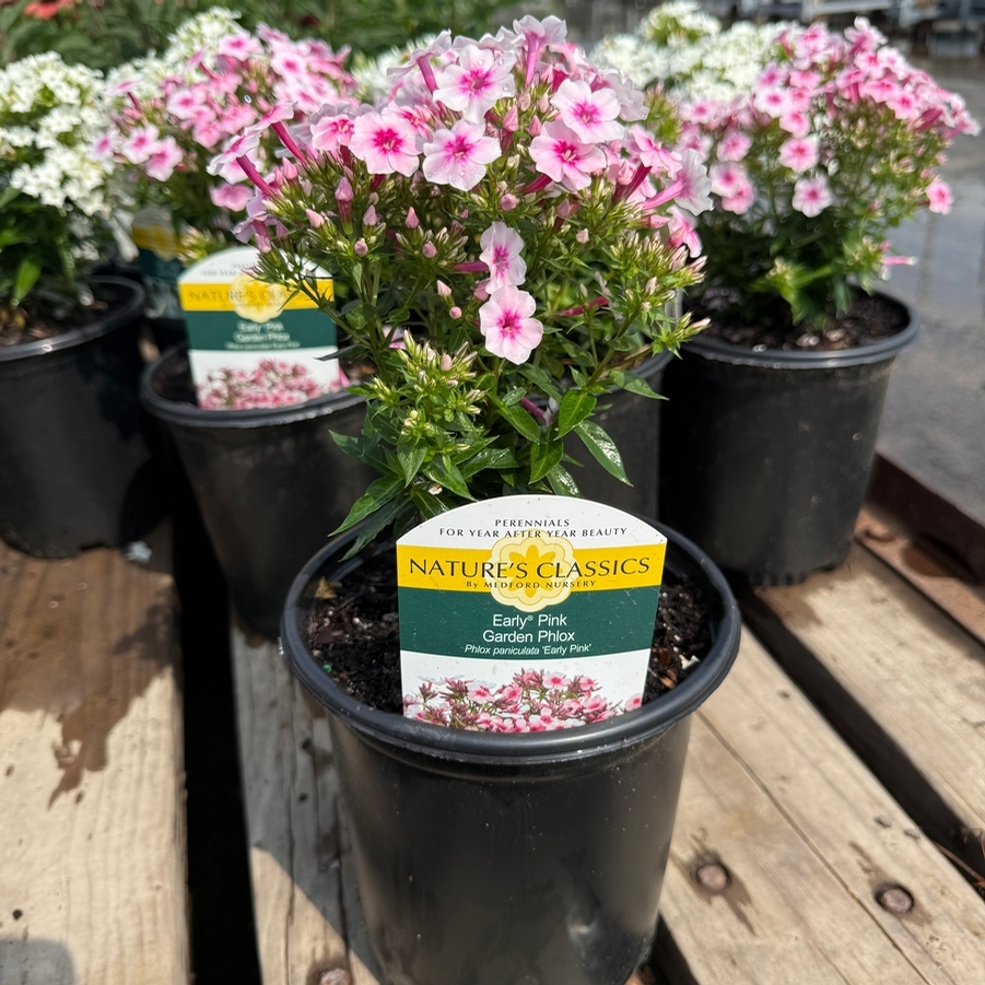 Phlox paniculata Early® Pink