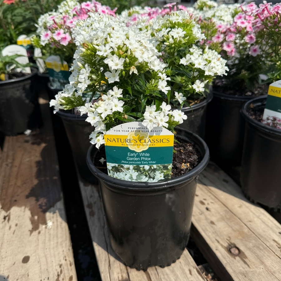 Phlox paniculata Early® White