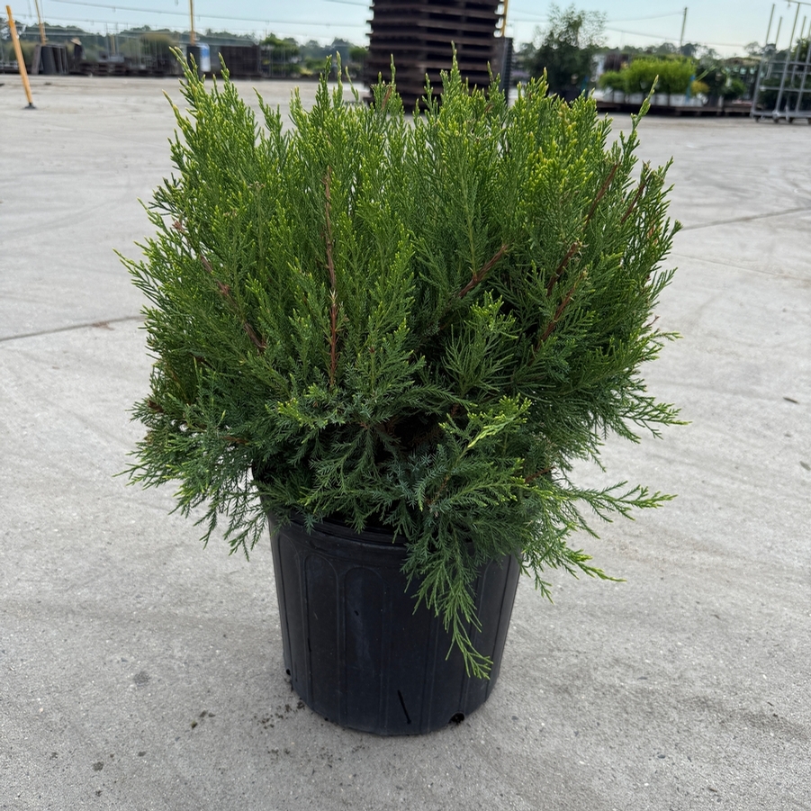 Juniperus chinensis Sea Green