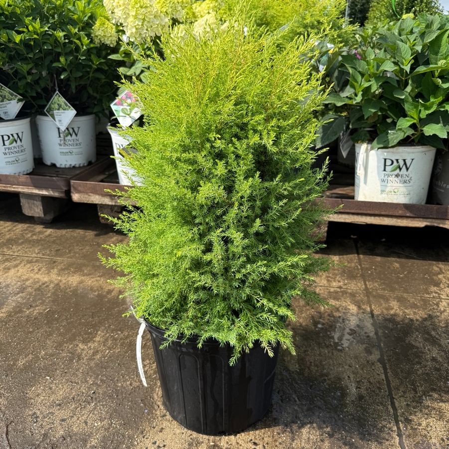 Juniperus communis Gold Cone