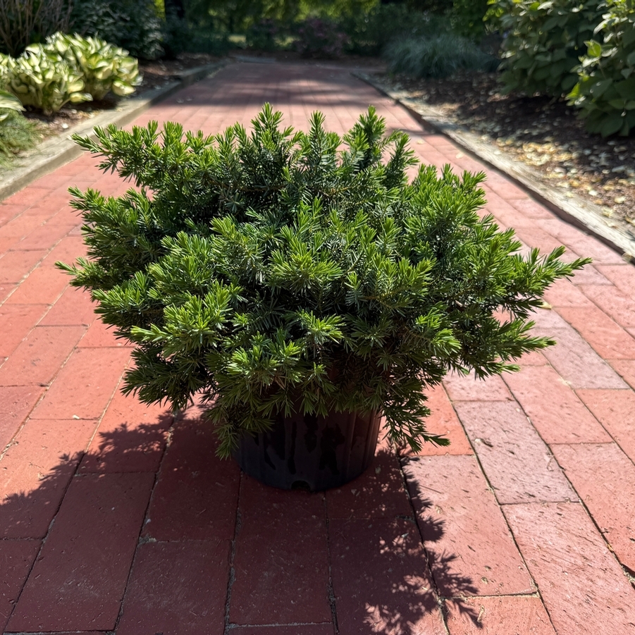 Juniperus conferta Blue Pacific