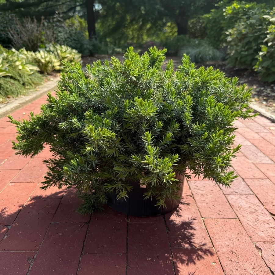 Juniperus conferta Blue Pacific