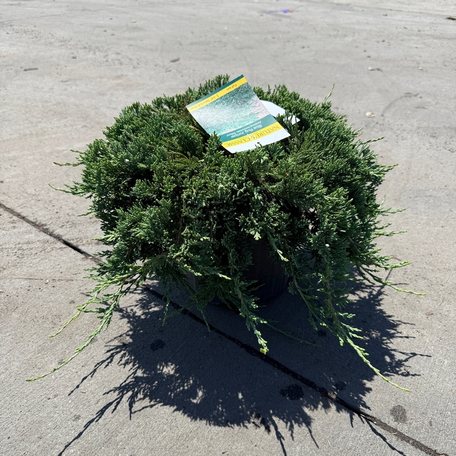 Juniperus horizontalis Wiltonii