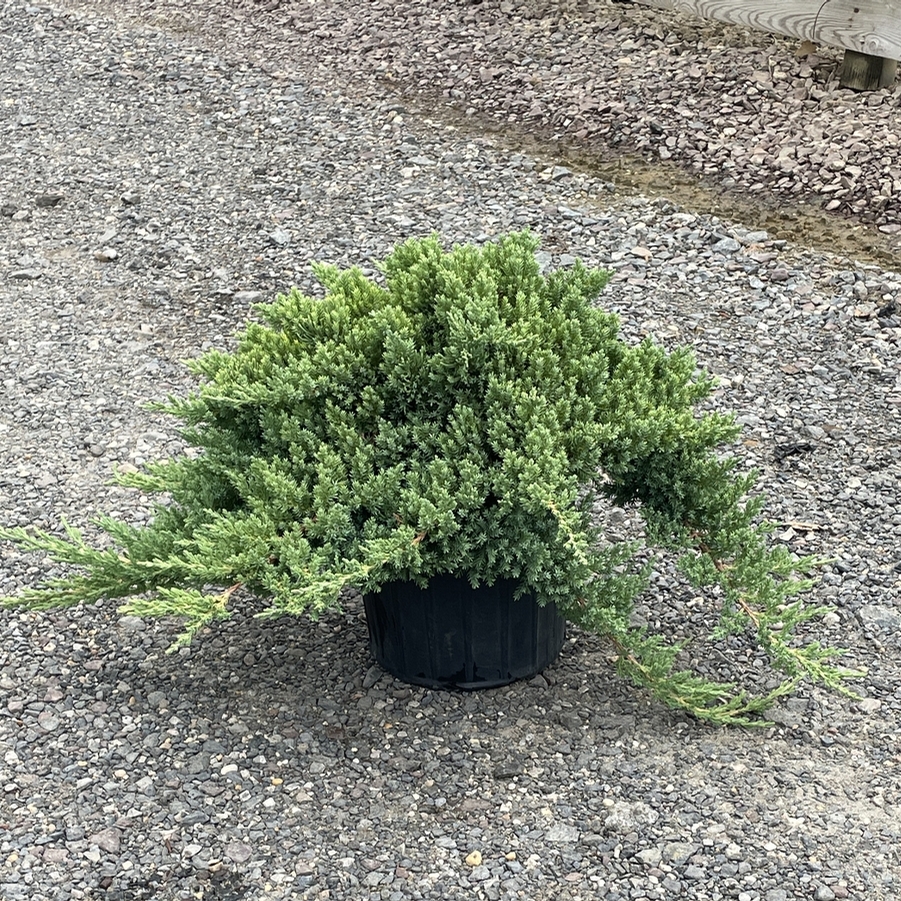 Juniperus procumbens Nana