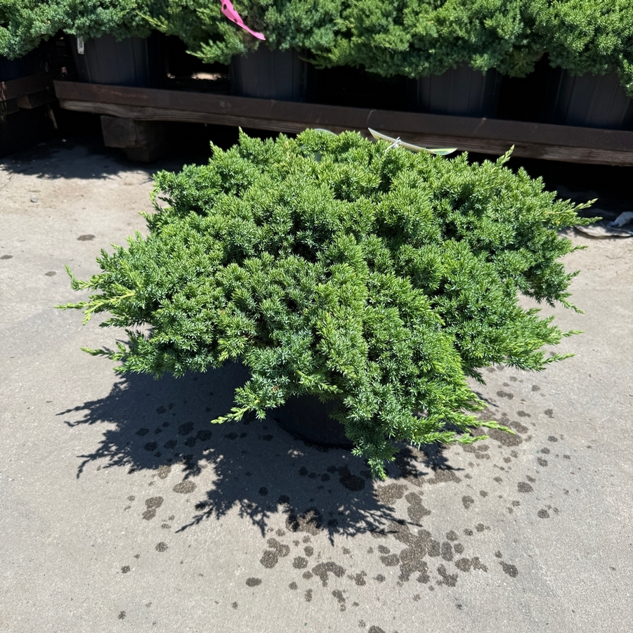 Juniperus procumbens Nana
