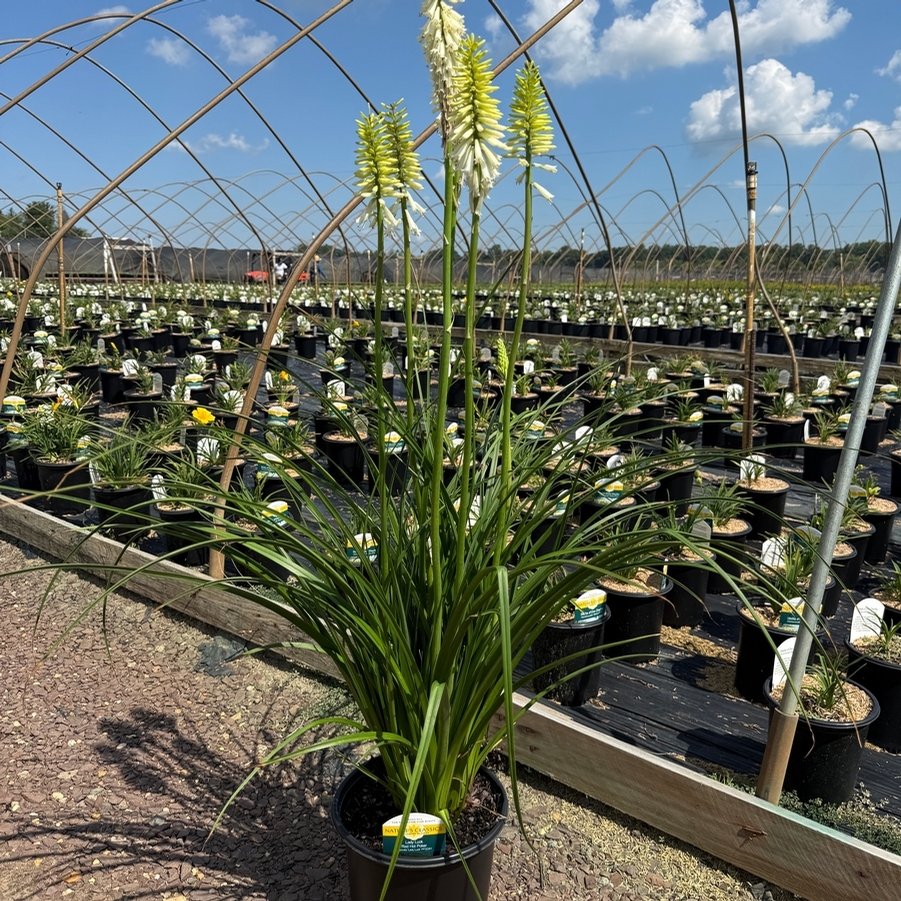 Kniphofia Lady Luck