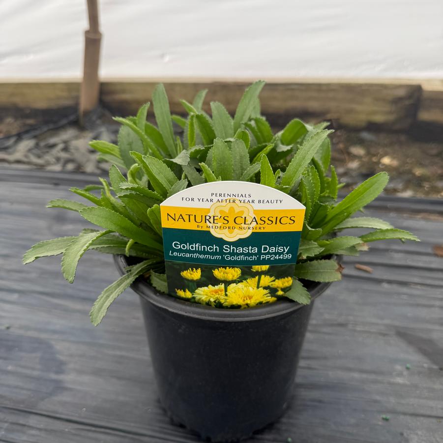 Leucanthemum x superbum Goldfinch