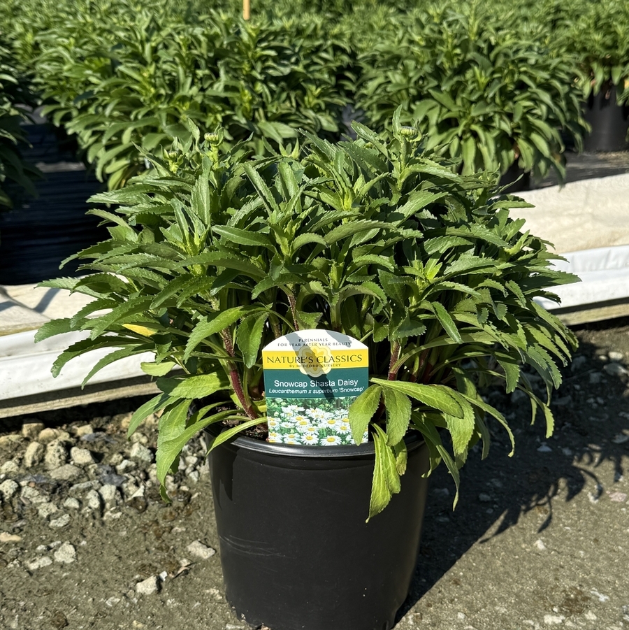 Leucanthemum x superbum Snowcap