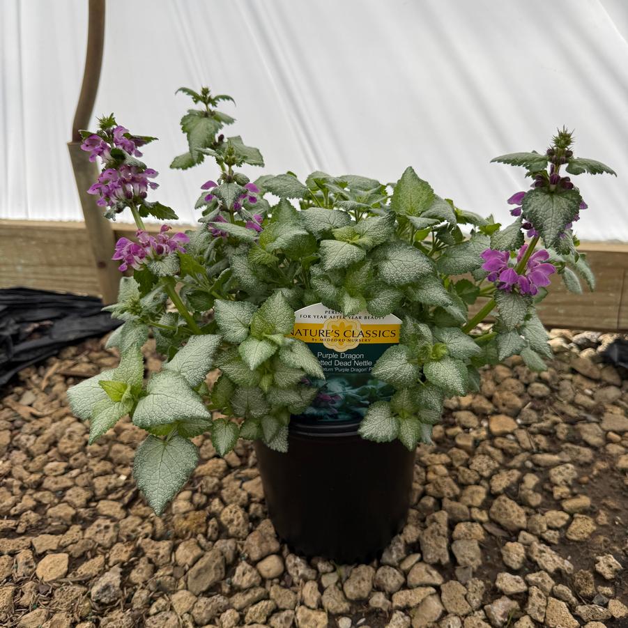Lamium maculatum Purple Dragon