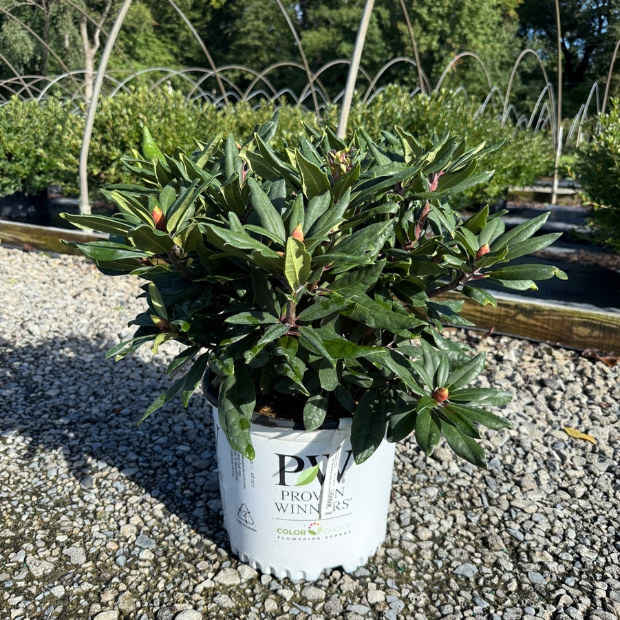 Rhododendron catawbiense Dandy Man Color Wheel® PP31150