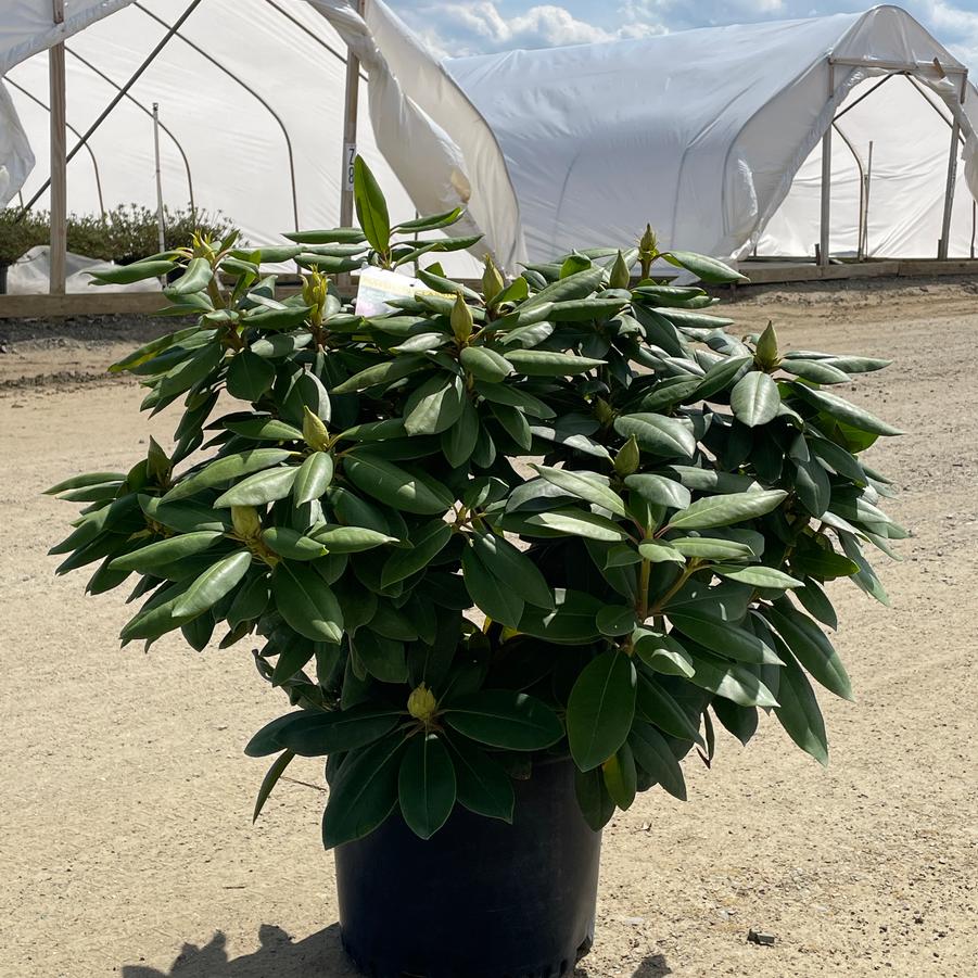 Rhododendron catawbiense English Roseum