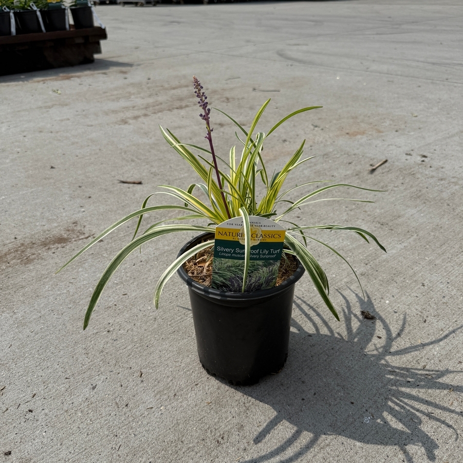 Liriope muscari Silvery Sunproof