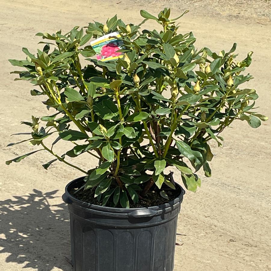 Rhododendron catawbiense Nova Zembla