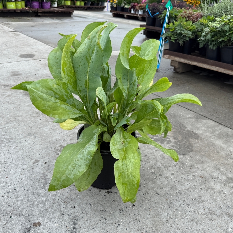 Rudbeckia maxima 