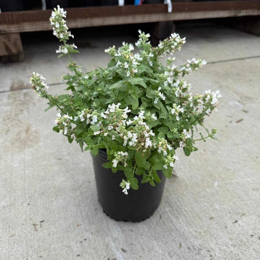 Nepeta x faassenii Serene Frost