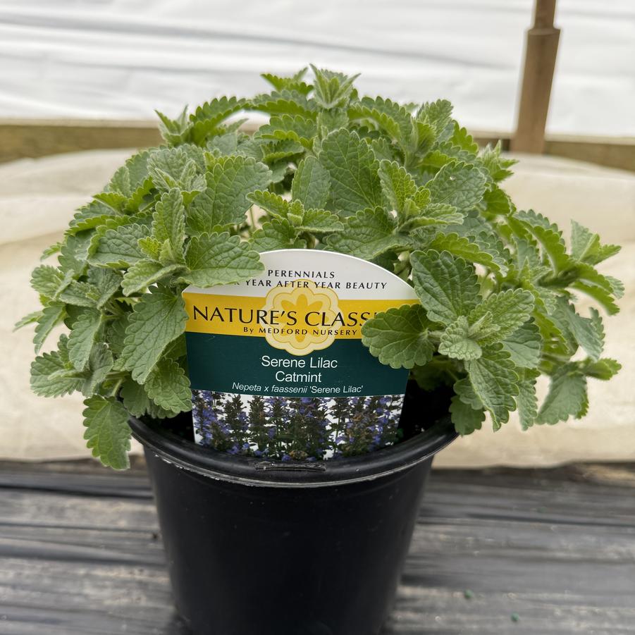 Nepeta x faassenii Serene Lilac