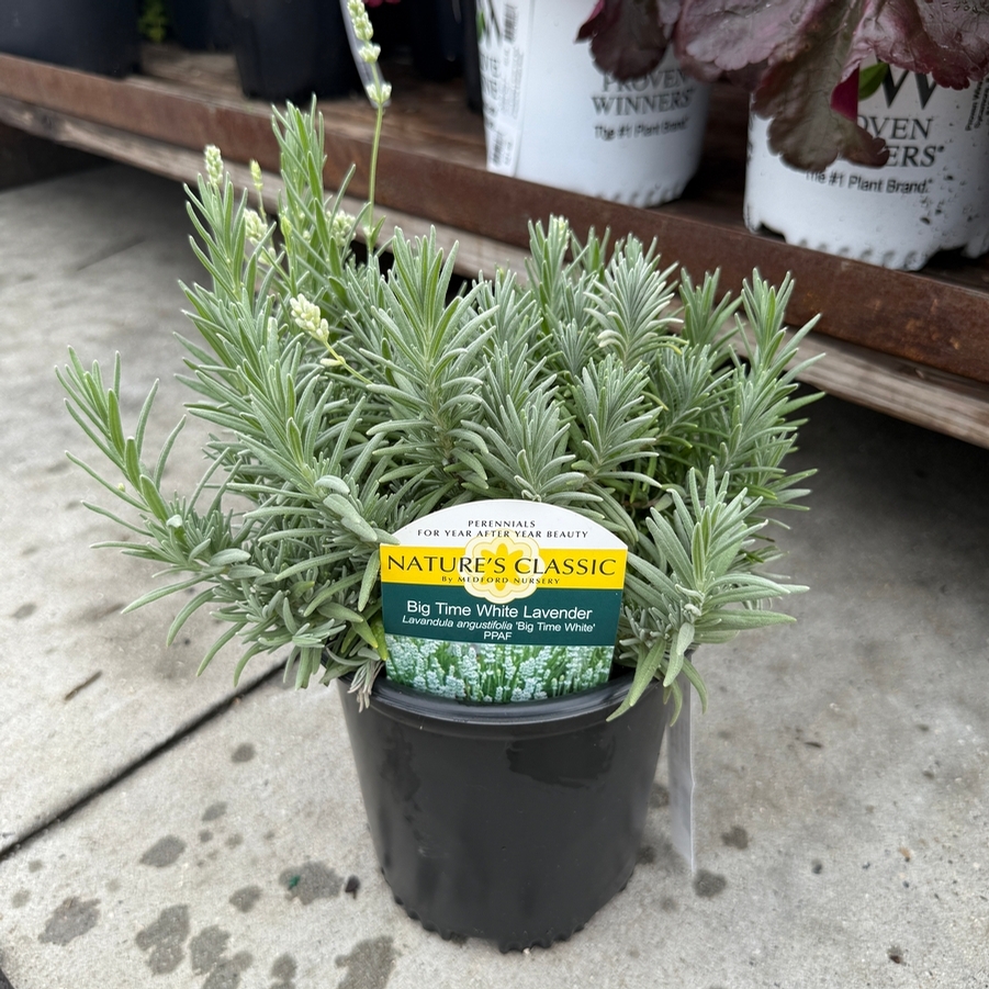 Lavandula angustifolia Big Time White