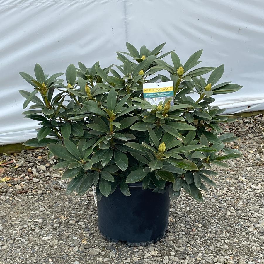 Rhododendron catawbiense Chionoides