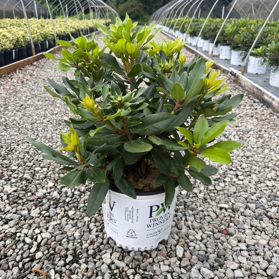 Rhododendron catawbiense Dandy Man® Purple