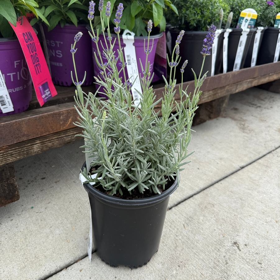 Lavandula angustifolia Hidcote Blue