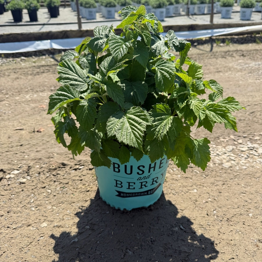Rubus Raspberry ShortCake® PP22141