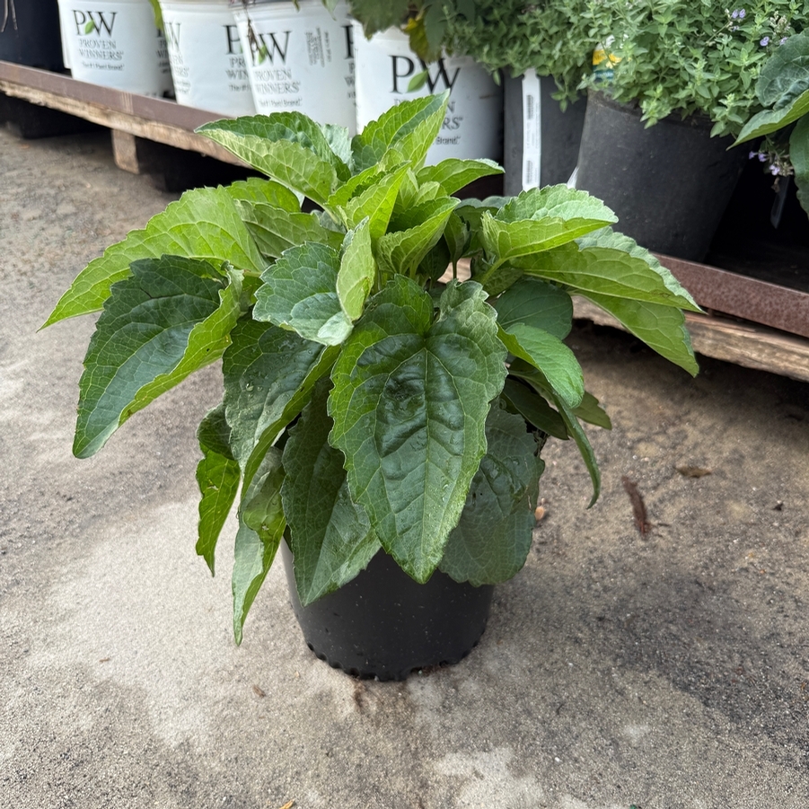Rudbeckia fulgida var. sull. Goldsturm