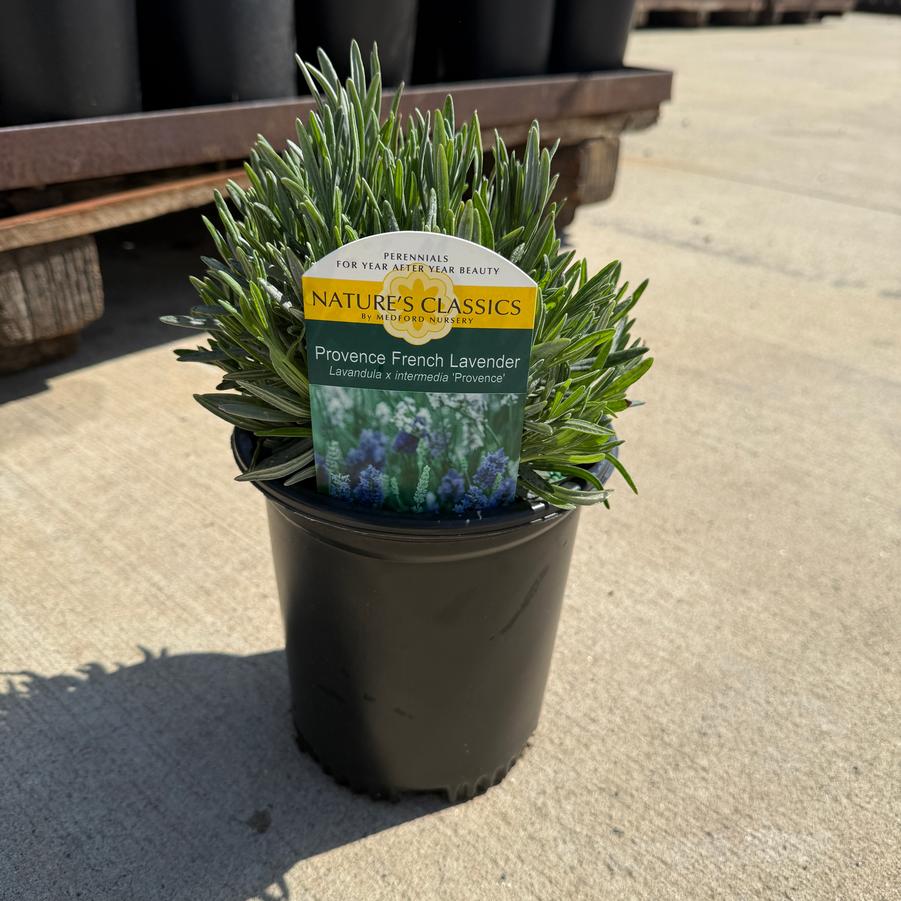 Lavandula x intermedia Provence