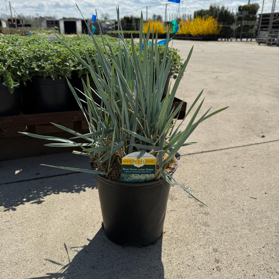 Leymus arenarius Blue Dune