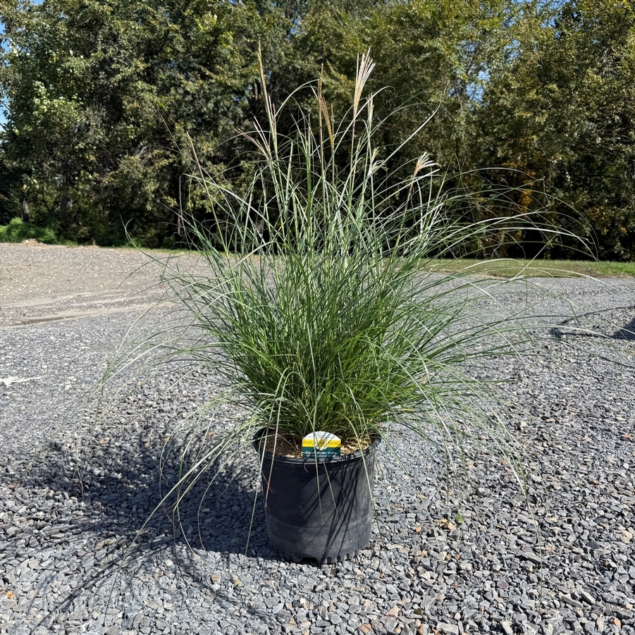 Miscanthus sinensis Adagio