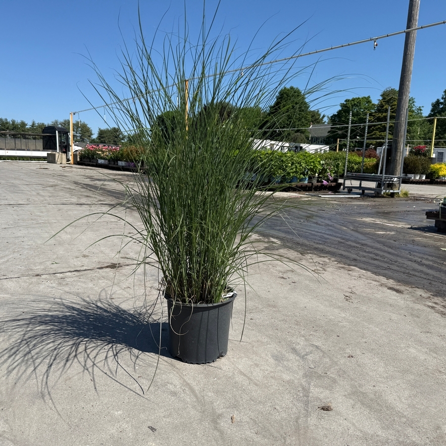 Miscanthus sinensis Gracillimus