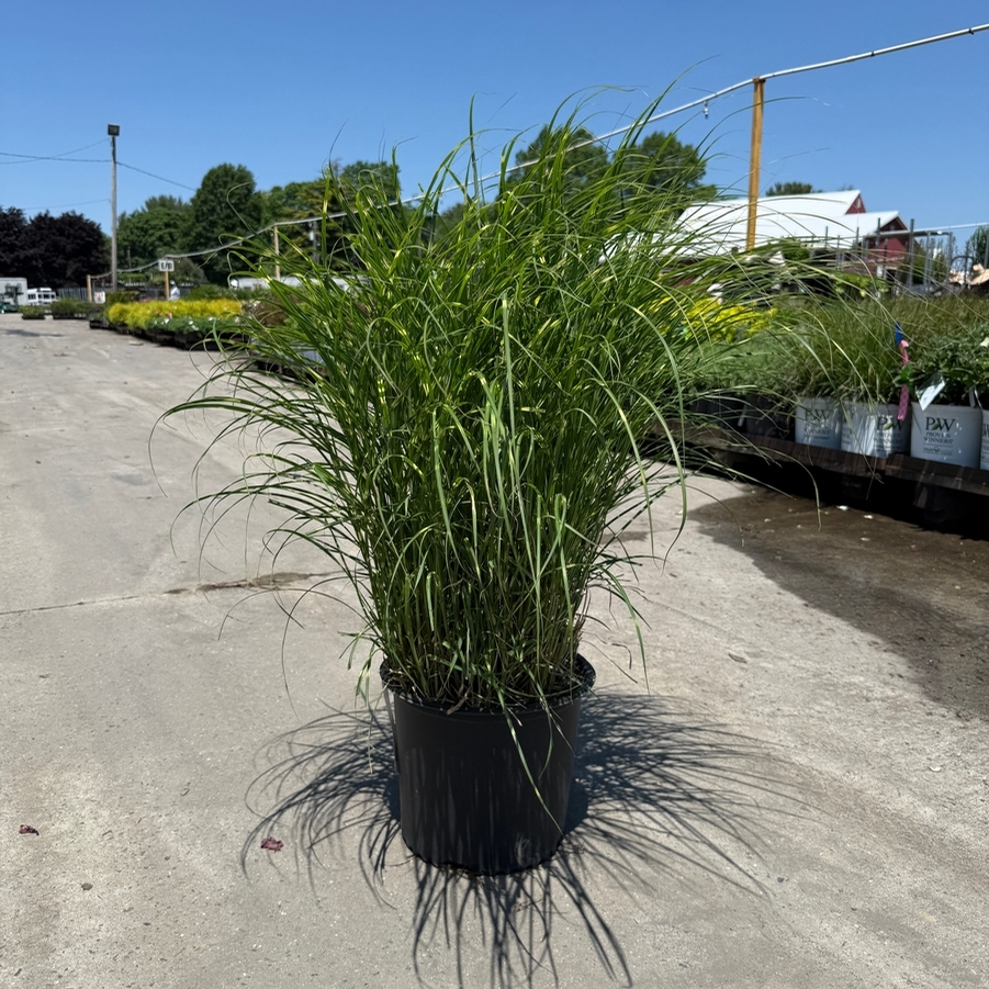 Miscanthus sinensis Little Zebra