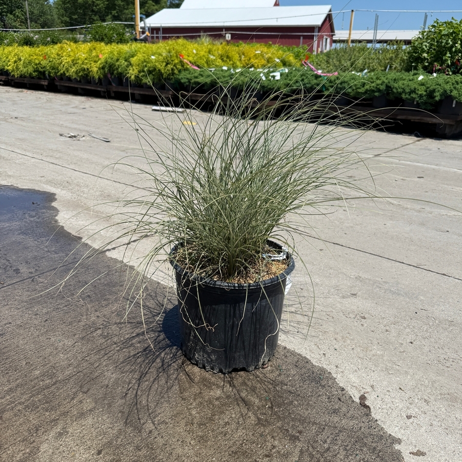 Miscanthus sinensis Morning Light