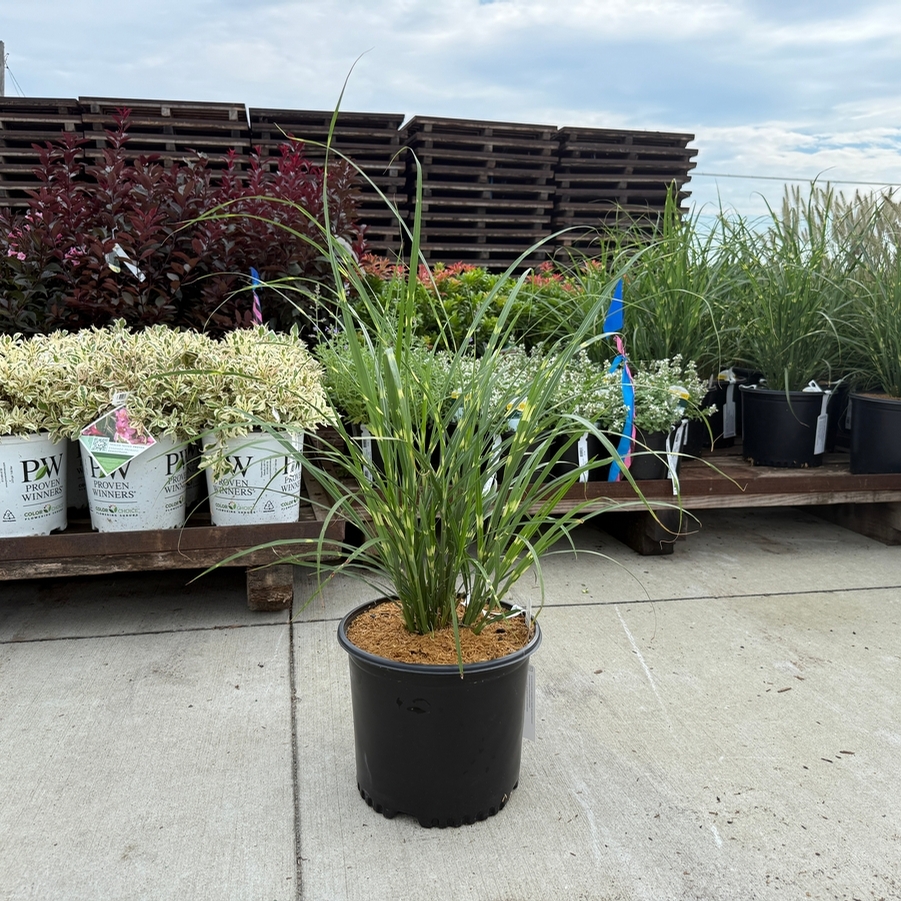 Miscanthus sinensis Zebrinus