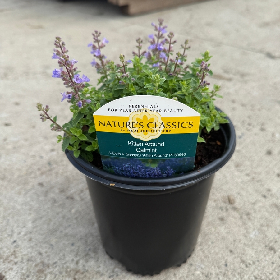 Nepeta x faassenii Kitten Around