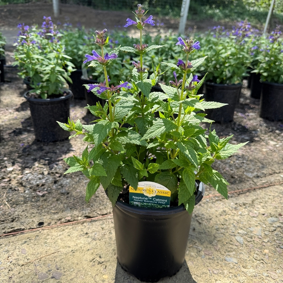 Nepeta Neptune