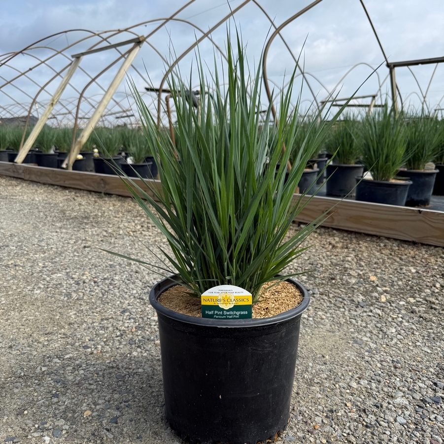 Panicum virgatum Half Pint