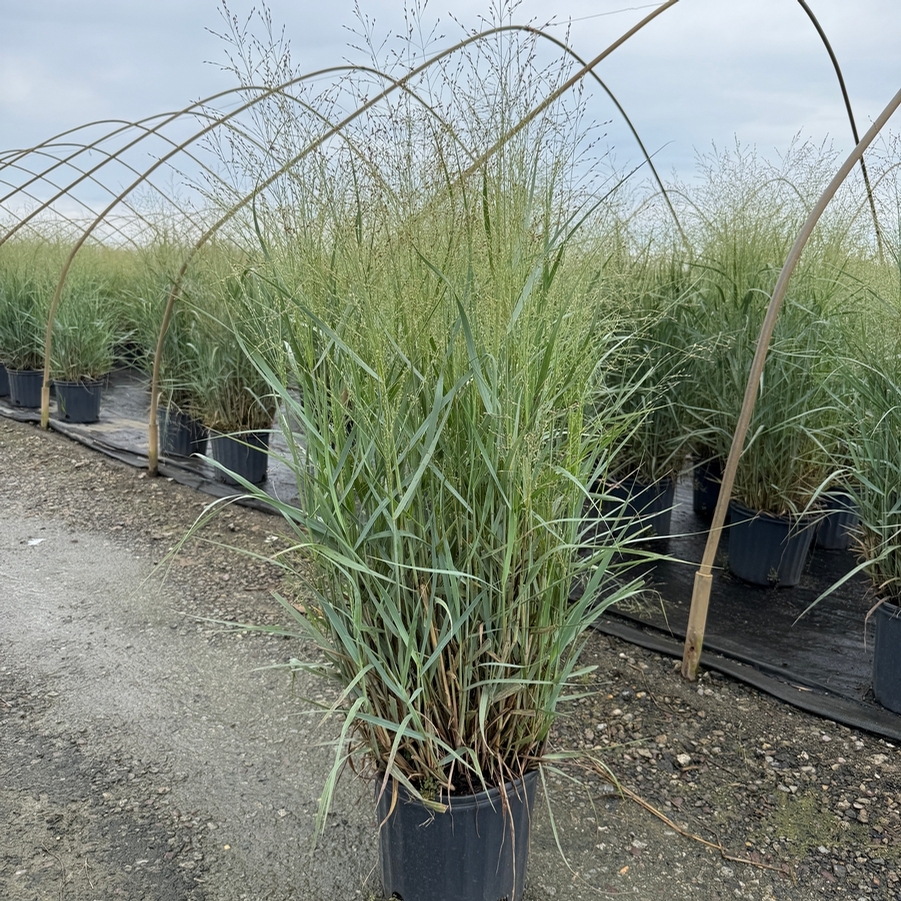 Panicum virgatum Heavy Metal