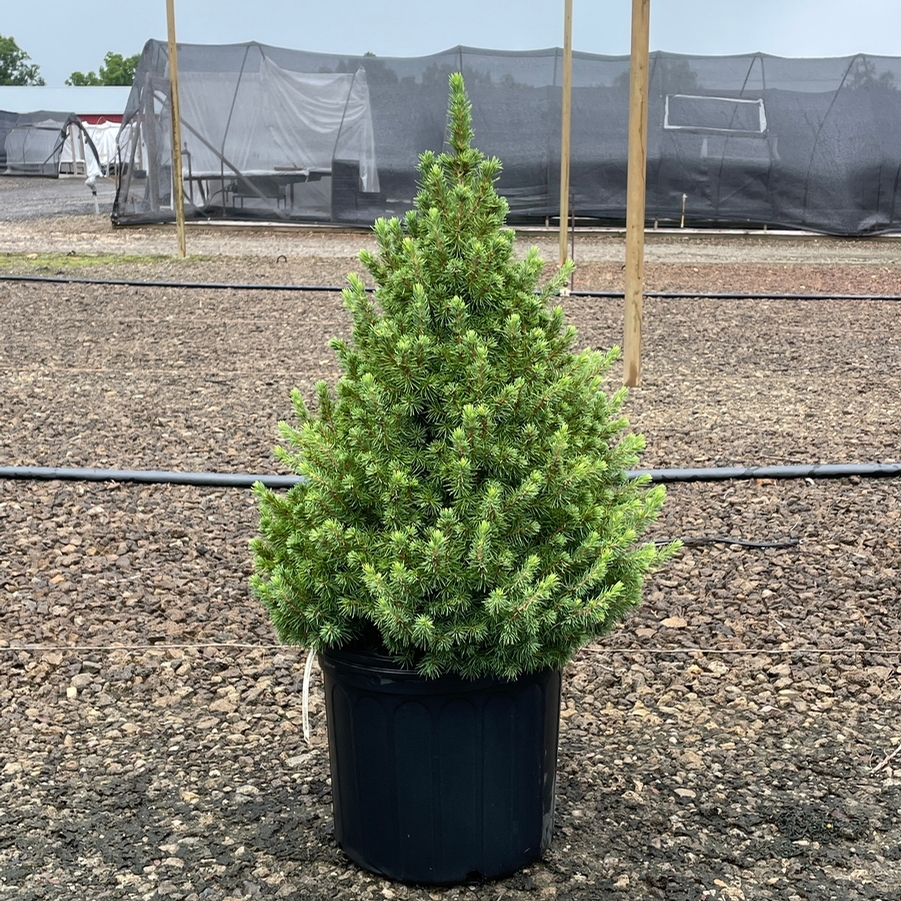 Picea glauca Conica