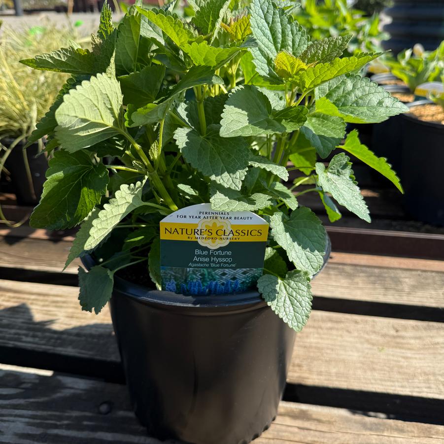 Agastache Blue Fortune