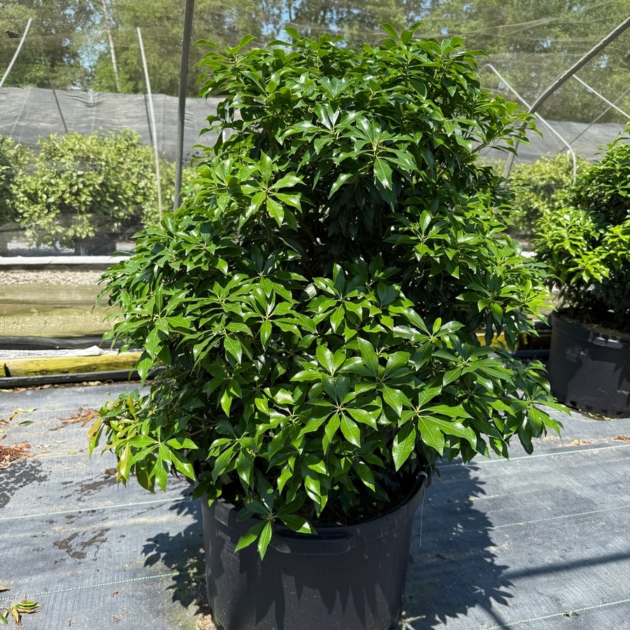 Pieris japonica Dorothy Wycoff