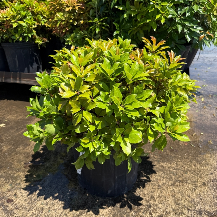 Pieris japonica Mountain Fire