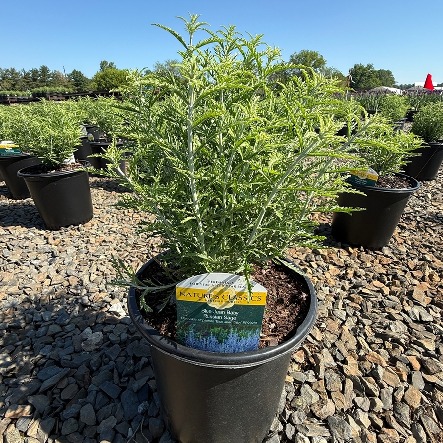 Perovskia atriplicifolia Blue Jean Baby