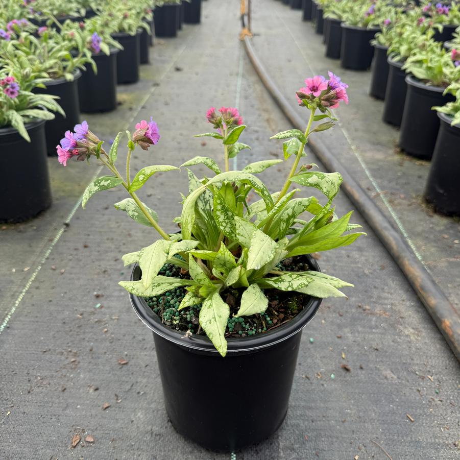 Pulmonaria Silver Bouquet