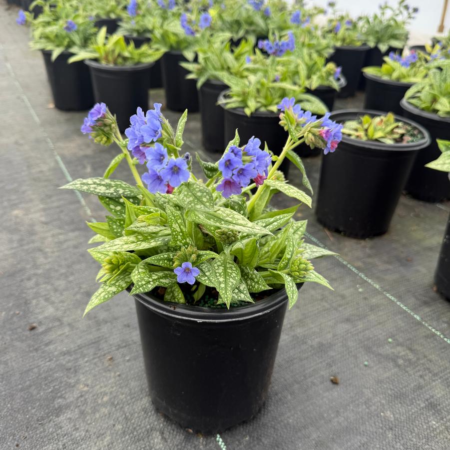 Pulmonaria Trevi Fountain