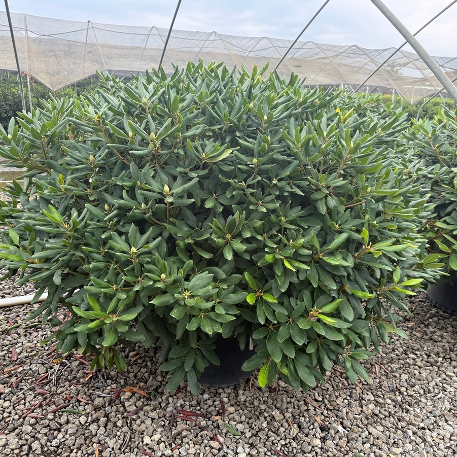 Rhododendron catawbiense Boursault