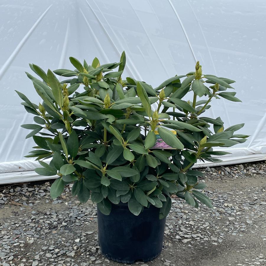 Rhododendron catawbiense Roseum Elegans