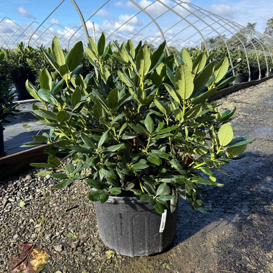 Rhododendron catawbiense Roseum Elegans