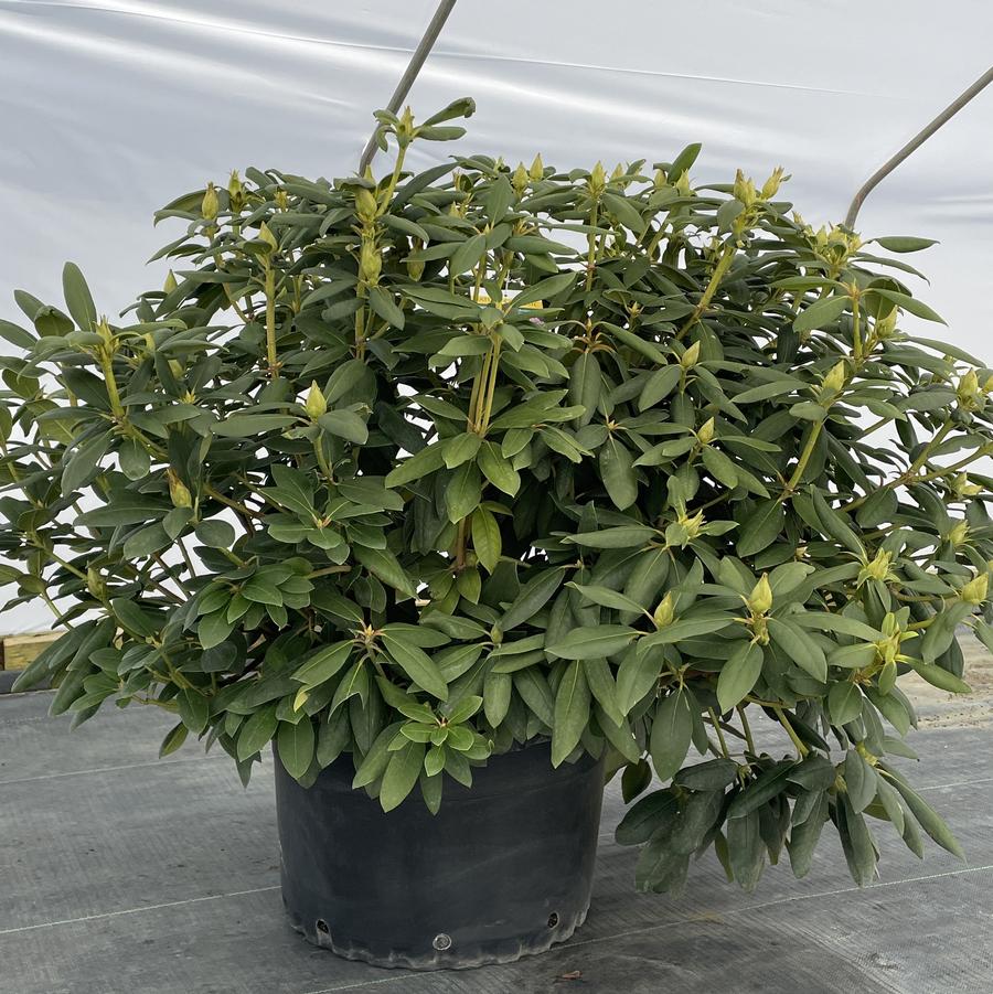 Rhododendron catawbiense Roseum Elegans